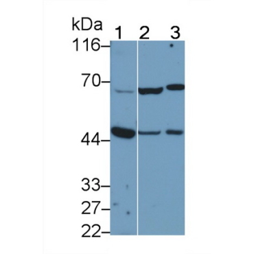 Neuregulin 2 (NRG2) Human Polyclonal Antibody