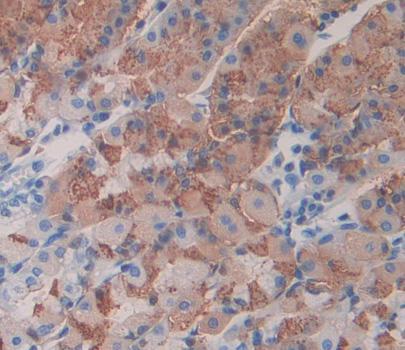 Neuregulin 2 (NRG2) Rat Polyclonal Antibody