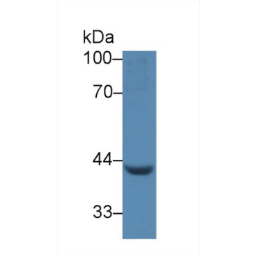 Left/Right Determination Factor 1 (LEFTY1) Human Polyclonal Antibody