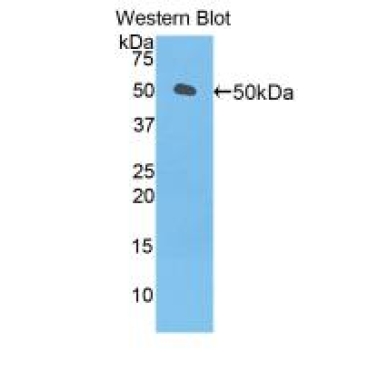 Left/Right Determination Factor 1 (LEFTY1) Mouse Polyclonal Antibody