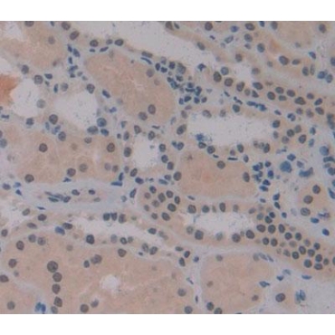 Interferon Regulatory Factor 2 (IRF2) Human Polyclonal Antibody