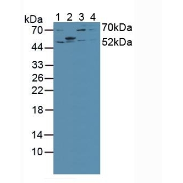 Interferon Regulatory Factor 2 (IRF2) Mouse Polyclonal Antibody