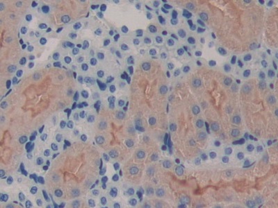 V-Erb B2 Erythroblastic Leukemia Viral Oncogene Homolog 3 (ErbB3) Mouse Polyclonal Antibody