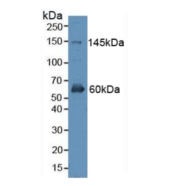 Erb-b2 Receptor Tyrosine Kinase 4 (ErbB4) Human Polyclonal Antibody