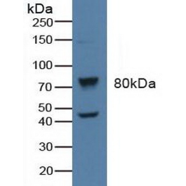 Beta Adrenergic Receptor Kinase (BARK) Human Polyclonal Antibody
