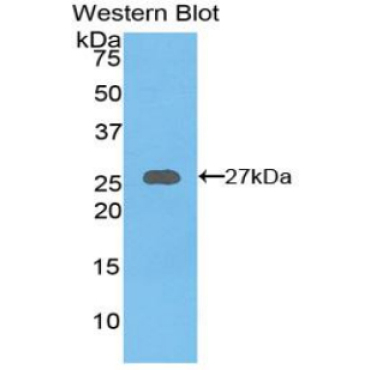 Axis Inhibition Protein (AXIN) Mouse Polyclonal Antibody