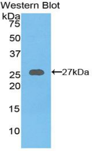 Axis Inhibition Protein (AXIN) Mouse Polyclonal Antibody