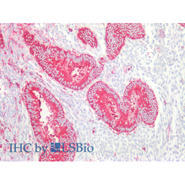 Protein Phosphatase 1, Regulatory Subunit 15A (PPP1R15A) Mouse Polyclonal Antibody
