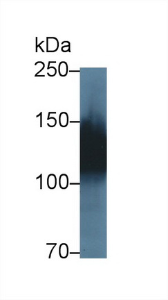 Amphiphysin (AMPH) Rat Polyclonal Antibody