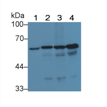 Histone Deacetylase 1 (HDAC1) Human Polyclonal Antibody