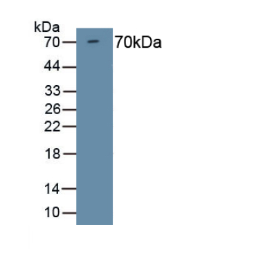 Histone Deacetylase 1 (HDAC1) Mouse Polyclonal Antibody