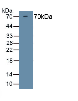Histone Deacetylase 1 (HDAC1) Mouse Polyclonal Antibody