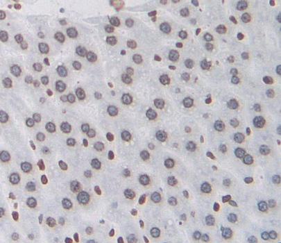 Nuclear RNA Export Factor 1 (NXF1) Rat Polyclonal Antibody