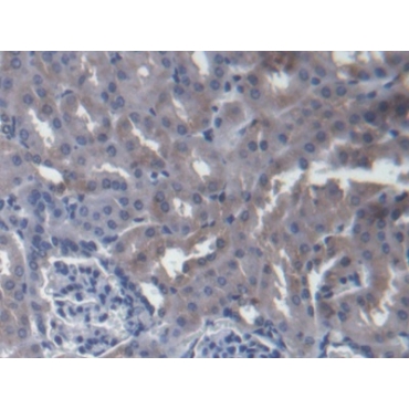 Host Cell Factor C1 (HCFC1) Mouse Polyclonal Antibody