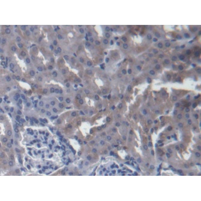 Host Cell Factor C1 (HCFC1) Mouse Polyclonal Antibody