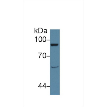 Vav 1 Oncogene (VAV1) Human Polyclonal Antibody