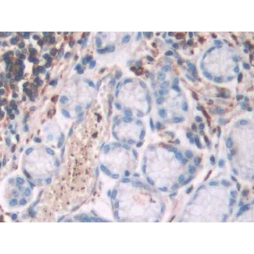 Filamin A Alpha (FLNa) Human Polyclonal Antibody