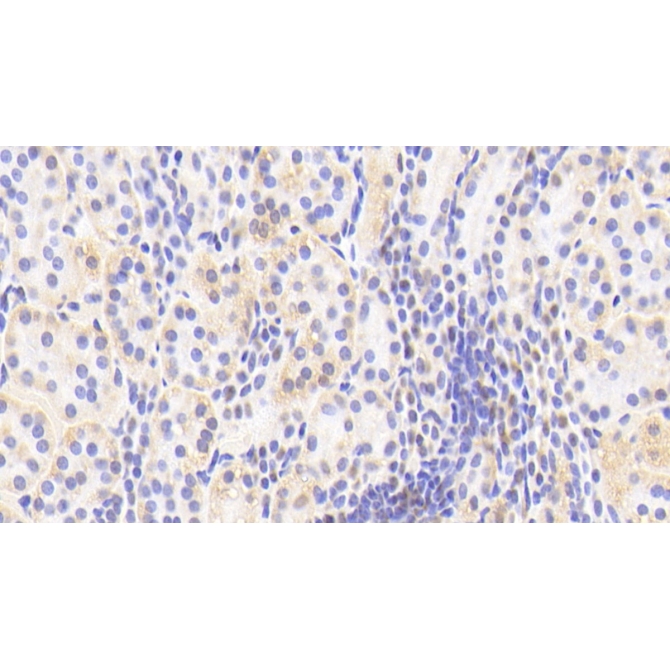 Amyloid Beta Precursor Protein Binding Protein 1 (APPBP1) Human Polyclonal Antibody