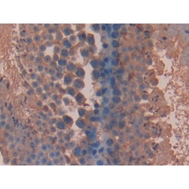 Bleomycin Hydrolase (BLMH) Mouse Polyclonal Antibody