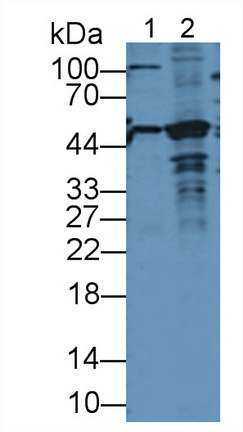 Bleomycin Hydrolase (BLMH) Rat Polyclonal Antibody