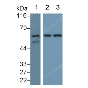 Occludin (OCLN) Human Polyclonal Antibody