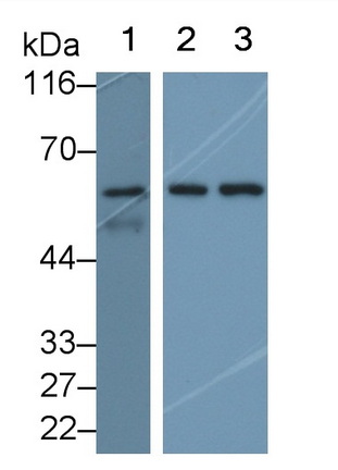 Occludin (OCLN) Human Polyclonal Antibody