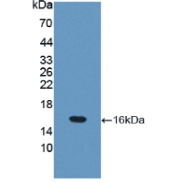 Occludin (OCLN) Mouse Polyclonal Antibody
