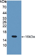 Occludin (OCLN) Mouse Polyclonal Antibody