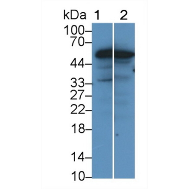 Occludin (OCLN) Mouse Polyclonal Antibody