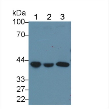 G Protein Alpha Z (GNaZ) Human Polyclonal Antibody