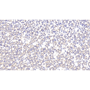 Profilin 1 (PFN1) Mouse Polyclonal Antibody