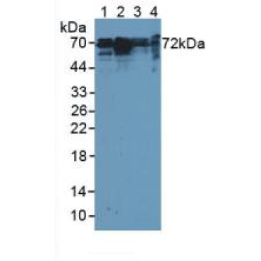 Cortactin (CTTN) Mouse Polyclonal Antibody