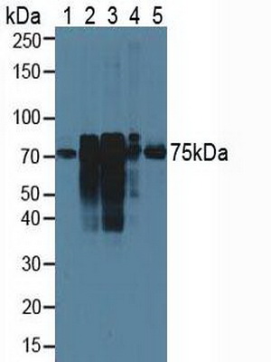 Cortactin (CTTN) Rat Polyclonal Antibody