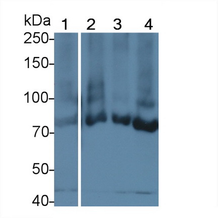 Telomerase Reverse Transcriptase (TERT) Rat Polyclonal Antibody