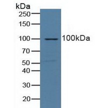 Nucleolin (NCL) Human Polyclonal Antibody