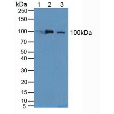 Nucleolin (NCL) Human Polyclonal Antibody