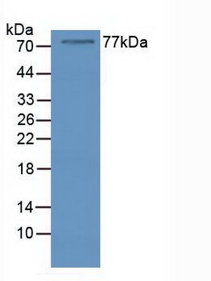 Nucleolin (NCL) Human Polyclonal Antibody