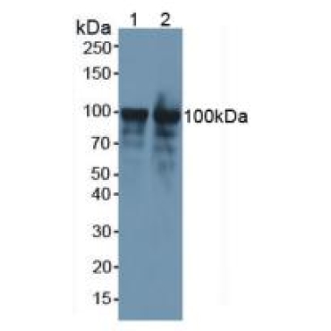 Nucleolin (NCL) Mouse Polyclonal Antibody