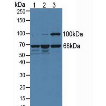 Menin (MEAI) Human Polyclonal Antibody