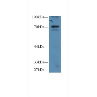 Inhibitory Subunit Of NF Kappa B Zeta (IkBz) Human Polyclonal Antibody