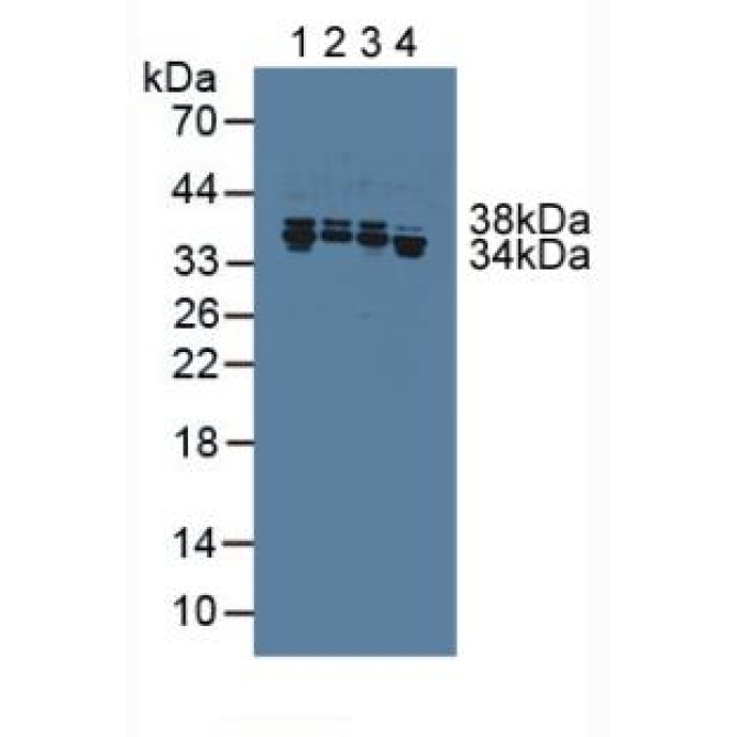Heterogeneous Nuclear Ribonucleoprotein A1 (HNRNPA1) Human Polyclonal Antibody