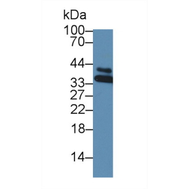 Heterogeneous Nuclear Ribonucleoprotein A1 (HNRNPA1) Mouse Polyclonal Antibody