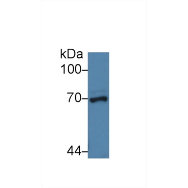 Nucleoporin 62 (NUP62) Human Polyclonal Antibody