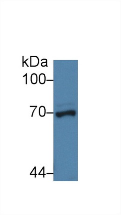 Nucleoporin 62 (NUP62) Human Polyclonal Antibody