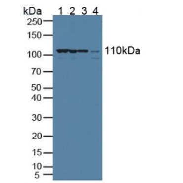 Exportin 1 (XPO1) Human Polyclonal Antibody