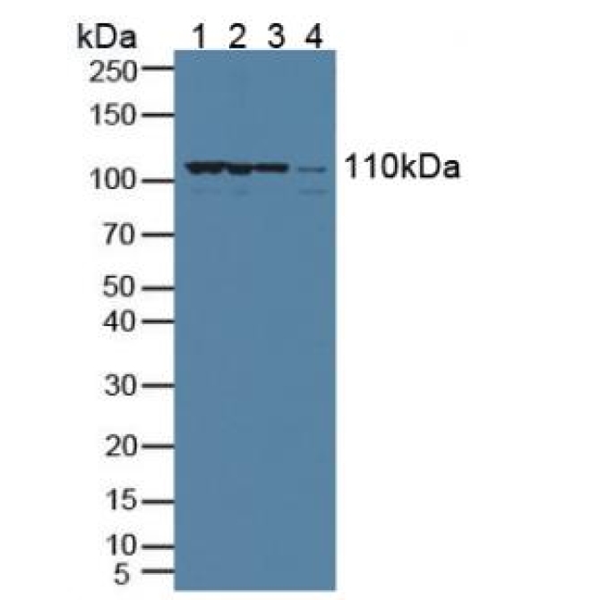 Exportin 1 (XPO1) Human Polyclonal Antibody