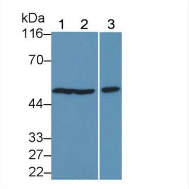 Fusion (FUS) Human Polyclonal Antibody