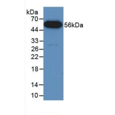 Fusion (FUS) Mouse Polyclonal Antibody