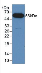 Fusion (FUS) Mouse Polyclonal Antibody