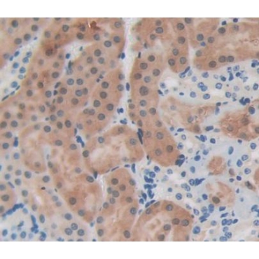 Erythrocyte Membrane Protein Band 4.1 (EPB41) Mouse Polyclonal Antibody